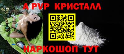 стафф Кингисепп