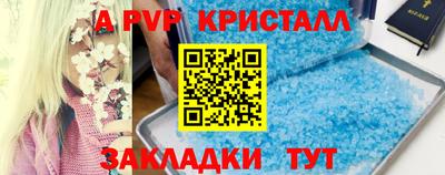 стафф Кингисепп