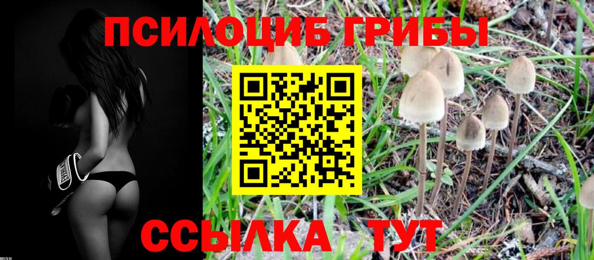 Псилоцибиновые грибы Psilocybe Красный Сулин
